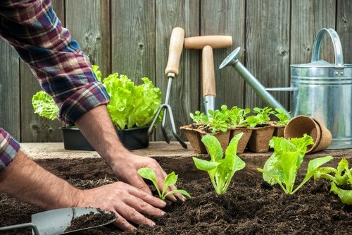 The image shows a person planting young vegetable seedlings into dark, fertile garden soil within a backyard garden space. The garden bed has a border of soil and is surrounded by a weathered wooden fence. In the background, there are gardening tools placed on the ground and leaning against the fence, including a hand trowel, a garden fork, and a watering can, indicating active outdoor gardening. There are also small potted plants, possibly herbs or flowers, and a heading of lush, green leafy plants that could be lettuce or similar crops. The garden features a mix of cultivated beds and natural ground, with healthy, vibrant plant growth. The scene is outdoors under natural daylight, suggesting a mild, overcast day suitable for planting and garden maintenance. This setup reflects professional gardening services in the Forest Hill area focused on vegetable and flower bed cultivation, highlighting the importance of healthy soil preparation and plant care for local gardens.